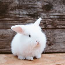 rabbit
