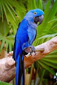 parrot